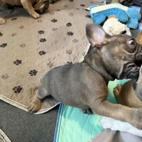 Frenchie Muppets - Janice, a female French Bulldog for sale in Miami, FL – Photo 7 of 10