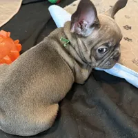 Frenchie Muppets - Janice, a female French Bulldog for sale in Miami, FL – Photo 9 of 10