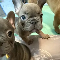 Frenchie Muppets - Janice, a female French Bulldog for sale in Miami, FL – Photo 5 of 10