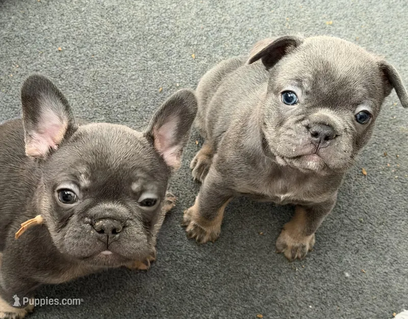 Frenchie Muppets - Janice