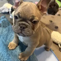 Frenchie Muppets - Janice, a female French Bulldog for sale in Miami, FL – Photo 2 of 10