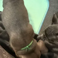 Frenchie Muppets - Janice, a female French Bulldog for sale in Miami, FL – Photo 8 of 10