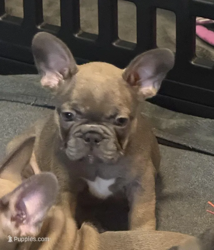 Frenchie Muppets - Janice