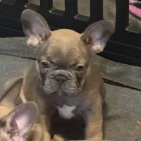 Frenchie Muppets - Janice, a female French Bulldog for sale in Miami, FL – Photo 3 of 10
