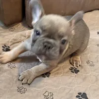 Frenchie Muppets - Janice, a female French Bulldog for sale in Miami, FL – Photo 4 of 10