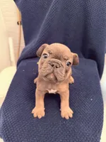 Frenchie Muppets - Janice, a female French Bulldog for sale in Miami, FL – Photo 2 of 4