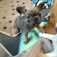 Frenchie Muppets - Janice, a female French Bulldog for sale in Miami, FL – Photo 10 of 10