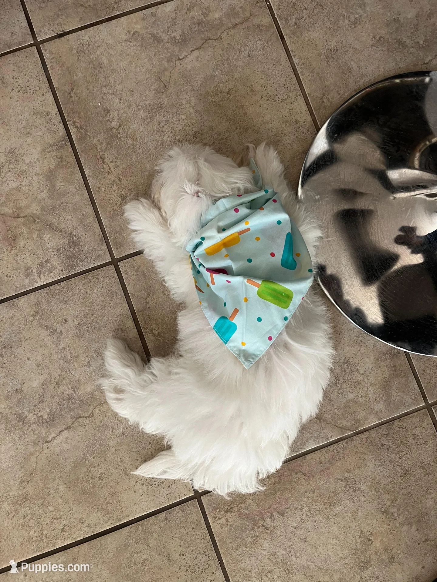 Milo – Maltipoo puppy for sale in Fairfield, CA