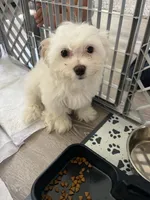 Milo, a male Maltipoo for sale in Fairfield, CA – Photo 3 of 3