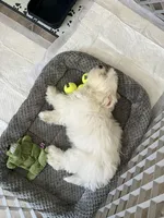 Milo, a male Maltipoo for sale in Fairfield, CA – Photo 2 of 3