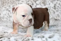 Spooky, a male English Bulldog for sale in Colorado Springs, CO – 3 of 4