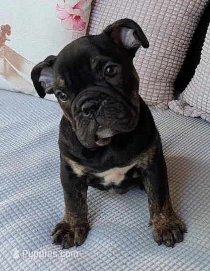Viper – English Bulldog puppy for sale in Colorado Springs, CO