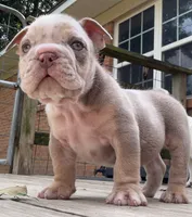 Rambo, a male English Bulldog for sale in Colorado Springs, CO – 2 of 8