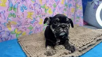 Phoenix, a female English Bulldog for sale in Colorado Springs, CO – 7 of 10