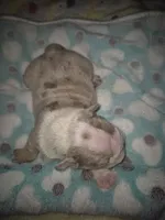 Dozer, a male English Bulldog for sale in Colorado Springs, CO – 2 of 2