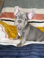 Matis, a male French Bulldog for sale in Colorado Springs, CO – 3 of 6