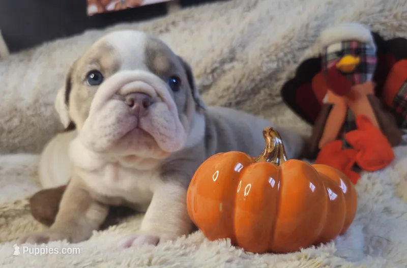 Dozer – English Bulldog puppy for sale in Colorado Springs, CO