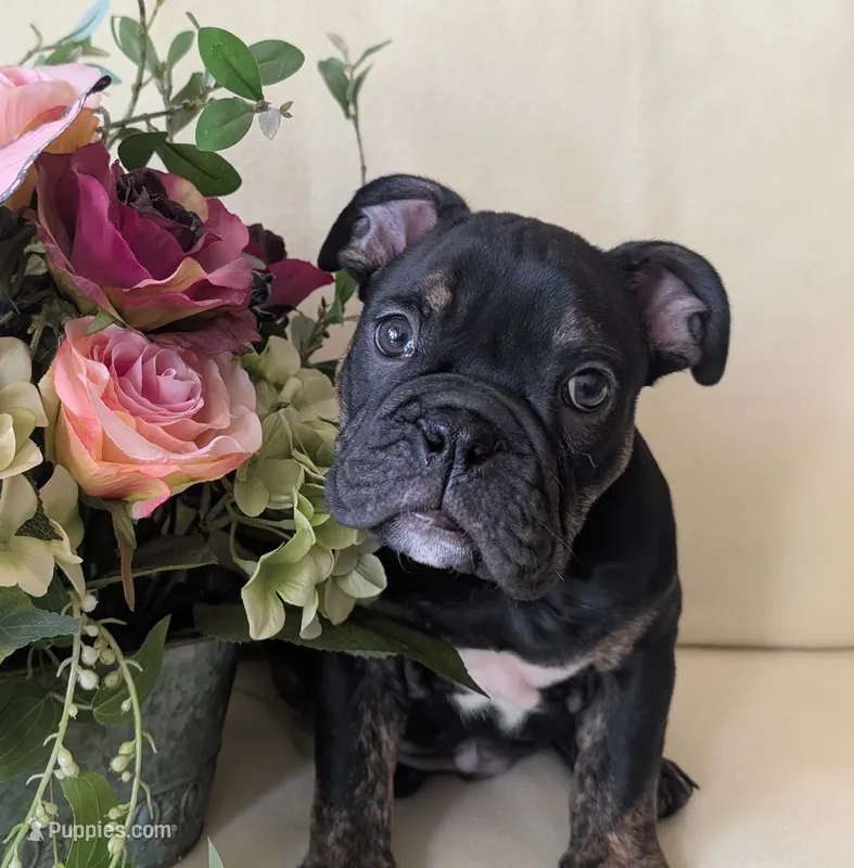 Viper – English Bulldog puppy for sale in Colorado Springs, CO