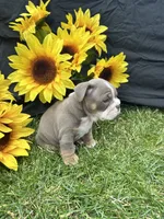 Nyra, a female English Bulldog for sale in Colorado Springs, CO – 9 of 10