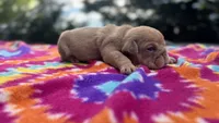Janice, a female English Bulldog for sale in Colorado Springs, CO – 7 of 9