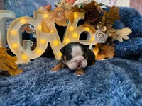 Murphy, a male English Bulldog for sale in Colorado Springs, CO – 6 of 10