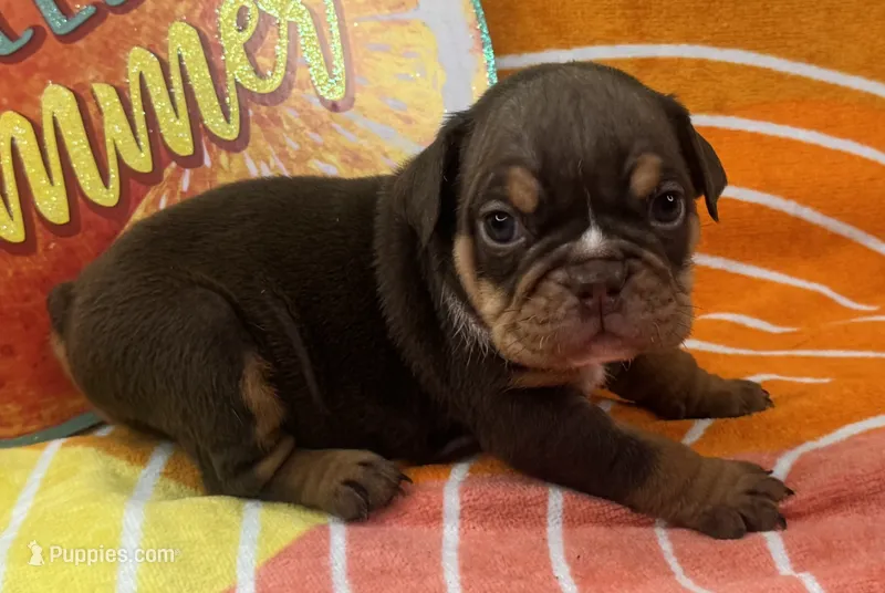 Phoebe – English Bulldog puppy for sale in Colorado Springs, CO