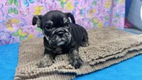 Phoenix, a female English Bulldog for sale in Colorado Springs, CO – 10 of 10