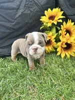 Olympia, a female English Bulldog for sale in Colorado Springs, CO – 8 of 10