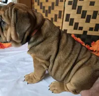 Peanut, a female English Bulldog for sale in Colorado Springs, CO – 7 of 10
