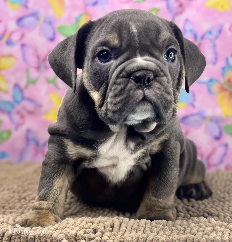 Halo – English Bulldog puppy for sale in Colorado Springs, CO