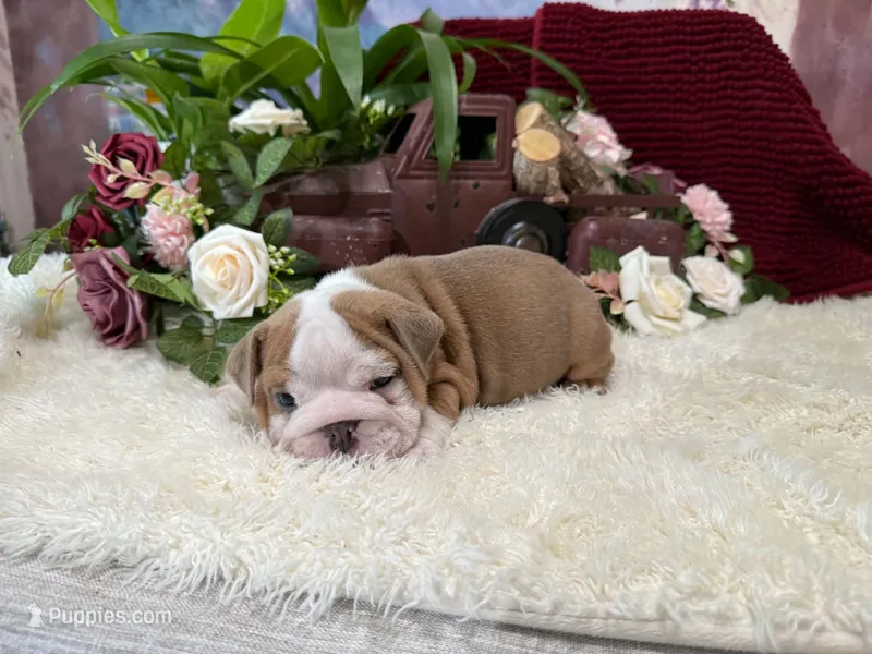 Rosie – English Bulldog puppy for sale in Colorado Springs, CO