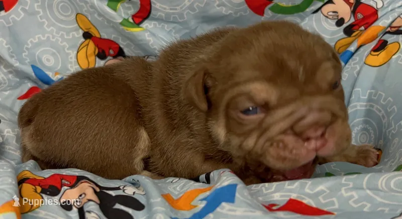 Goose – English Bulldog puppy for sale in Colorado Springs, CO