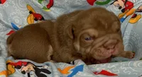 Goose, a male English Bulldog for sale in Colorado Springs, CO – 1 of 9