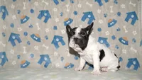 Jaq, a male French Bulldog for sale in Colorado Springs, CO – 6 of 10