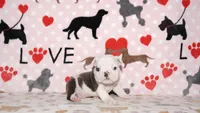 Turbo, a male English Bulldog for sale in Colorado Springs, CO – 9 of 10