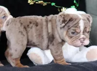 S'mores, a male English Bulldog for sale in Colorado Springs, CO – Photo 8 of 10