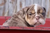 S'mores, a male English Bulldog for sale in Colorado Springs, CO – Photo 5 of 10
