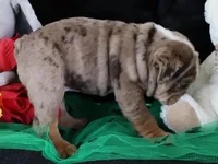 S'mores, a male English Bulldog for sale in Colorado Springs, CO – Photo 6 of 10
