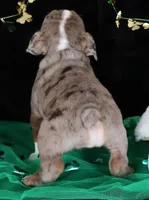 S'mores, a male English Bulldog for sale in Colorado Springs, CO – Photo 3 of 10