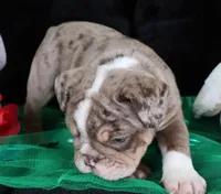 S'mores, a male English Bulldog for sale in Colorado Springs, CO – Photo 7 of 10