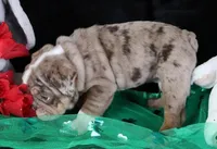 S'mores, a male English Bulldog for sale in Colorado Springs, CO – Photo 9 of 10