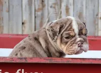 S'mores, a male English Bulldog for sale in Colorado Springs, CO – Photo 2 of 10