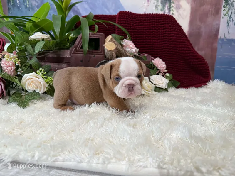 Bruno – English Bulldog puppy for sale in Colorado Springs, CO