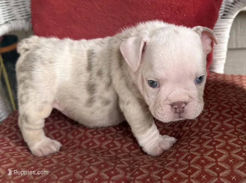 Pumpkin – English Bulldog puppy for sale in Colorado Springs, CO