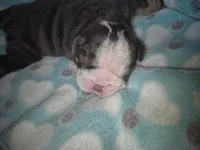 Ozzy, a male English Bulldog for sale in Colorado Springs, CO – 2 of 4