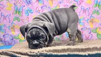 Halo, a female English Bulldog for sale in Colorado Springs, CO – 4 of 10
