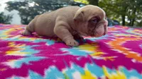 Rachel, a female English Bulldog for sale in Colorado Springs, CO – 9 of 9