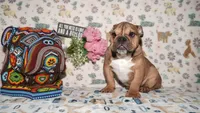 Moose, a male English Bulldog for sale in Colorado Springs, CO – 3 of 10