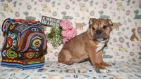 Moose, a male English Bulldog for sale in Colorado Springs, CO – 9 of 10