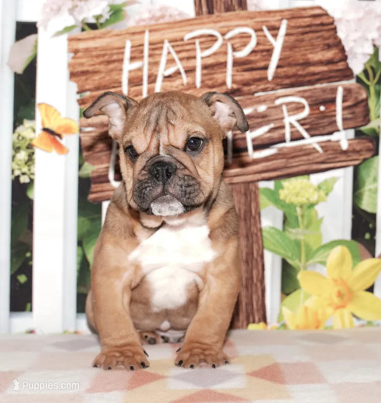 Pop Rock Star – English Bulldog puppy for sale in Colorado Springs, CO